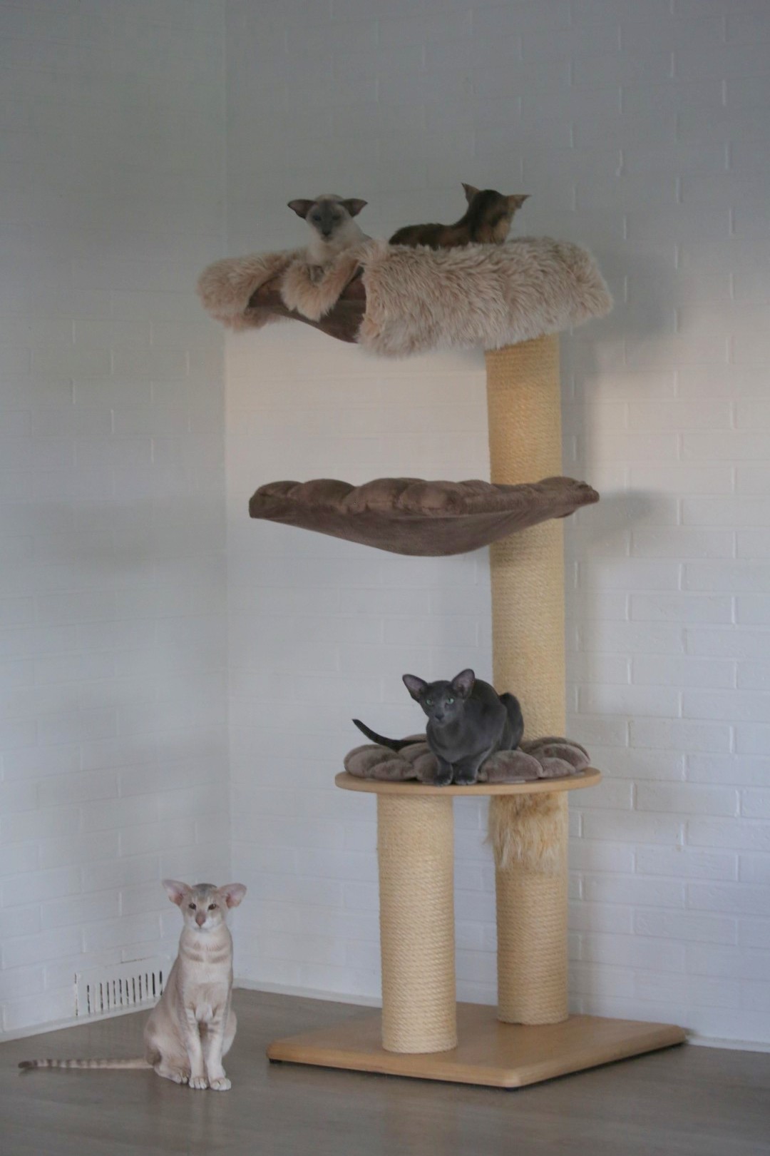 Foto's Cattery Joysa Cats